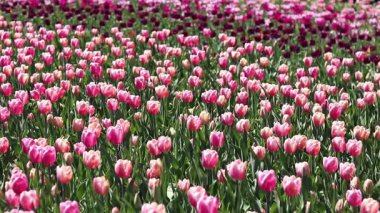 Pembe laleler yakın plan. Baharda çiçek açan laleler. Seçici odaklı parlak pembe çiçekler. Doğa geçmişi. Bahar arka planı. Güzel çiçekler.