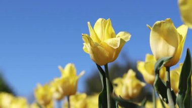Mavi gökyüzüne karşı sarı laleler. Laleler yakın plan. Baharda çiçek açan laleler. Seçici odaklı parlak sarı çiçekler. Doğa geçmişi. Bahar arka planı. Gökyüzüne karşı güzel çiçekler