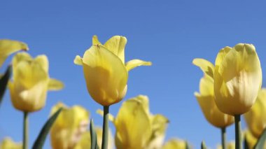 Mavi gökyüzüne karşı sarı laleler. Laleler yakın plan. Baharda çiçek açan laleler. Seçici odaklı parlak sarı çiçekler. Doğa geçmişi. Bahar arka planı. Gökyüzüne karşı güzel çiçekler