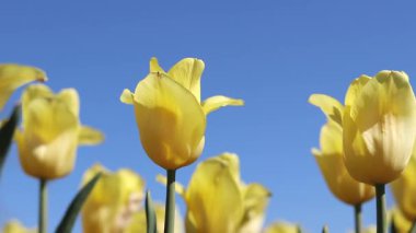 Mavi gökyüzüne karşı sarı laleler. Laleler yakın plan. Baharda çiçek açan laleler. Seçici odaklı parlak sarı çiçekler. Doğa geçmişi. Bahar arka planı. Gökyüzüne karşı güzel çiçekler