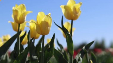 Mavi gökyüzüne karşı sarı laleler. Laleler yakın plan. Baharda çiçek açan laleler. Seçici odaklı parlak sarı çiçekler. Doğa geçmişi. Bahar arka planı. Gökyüzüne karşı güzel çiçekler
