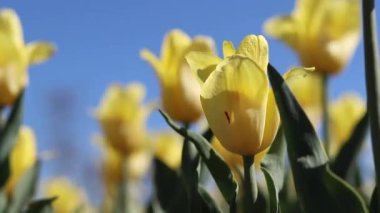 Mavi gökyüzüne karşı sarı laleler. Laleler yakın plan. Baharda çiçek açan laleler. Seçici odaklı parlak sarı çiçekler. Doğa geçmişi. Bahar arka planı. Gökyüzüne karşı güzel çiçekler