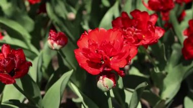 Kırmızı laleler. Lale çiçek açma dönemi. Güzel parlak çiçekler yakın plan. Kırmızı lale tarlası. Park et. Doğal bahar arkaplanı