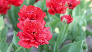 Kırmızı laleler. Lale çiçek açma dönemi. Güzel parlak çiçekler yakın plan. Kırmızı lale tarlası. Park et. Doğal bahar arkaplanı