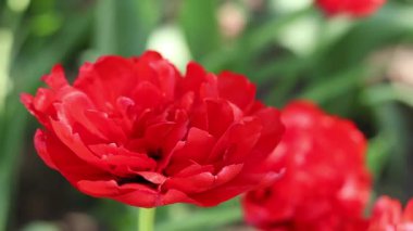 Kırmızı laleler. Lale çiçek açma dönemi. Güzel parlak çiçekler yakın plan. Kırmızı lale tarlası. Park et. Doğal bahar arkaplanı