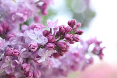Leylak çiçekleri yakın plan. Çiçek açan leylak dalı, yumuşak odaklı bahar çiçekleri. Doğa geçmişi. Seçici odaklı leylak çiçekleri. Bahar