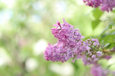 Leylak çiçekleri yakın plan. Çiçek açan leylak dalı, yumuşak odaklı bahar çiçekleri. Doğa geçmişi. Seçici odaklı leylak çiçekleri. Bahar
