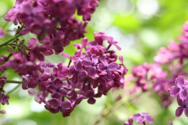 Leylak çiçekleri yakın plan. Çiçek açan leylak dalı, yumuşak odaklı bahar çiçekleri. Doğa geçmişi. Seçici odaklı leylak çiçekleri. Bahar