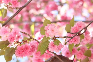 Sakura çiçekleri. Sakura dalları pembe çiçeklerle çiçek açıyor. Ağaç dallarındaki yemyeşil pembe çiçeklere yakın çekim. Doğa geçmişi. Bahar