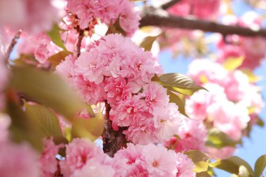 Sakura çiçekleri. Sakura dalları pembe çiçeklerle çiçek açıyor. Ağaç dallarındaki yemyeşil pembe çiçeklere yakın çekim. Doğa geçmişi. Bahar
