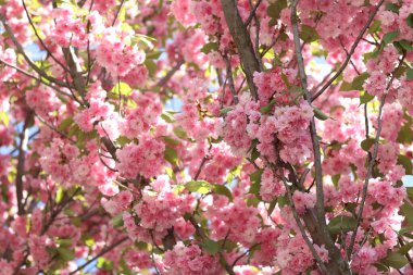 Sakura çiçekleri. Sakura dalları pembe çiçeklerle çiçek açıyor. Ağaç dallarındaki yemyeşil pembe çiçeklere yakın çekim. Doğa geçmişi. Bahar