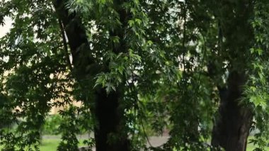 Yağmur. Şiddetli yağmur damlaları ağaçların yapraklarına çarptı. Güçlü bir fırtına. Yaz veya bahar sağanak yağmuru. Bulutlu