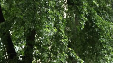 Yağmur. Şiddetli yağmur damlaları ağaçların yapraklarına çarptı. Güçlü bir fırtına. Yaz veya bahar sağanak yağmuru. Bulutlu