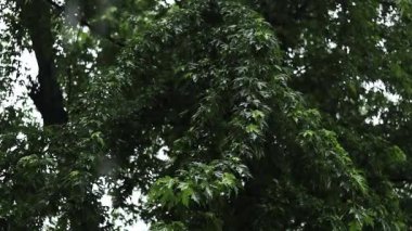 Yağmur. Şiddetli yağmur damlaları ağaçların yapraklarına çarptı. Güçlü bir fırtına. Yaz veya bahar sağanak yağmuru. Bulutlu