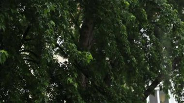 Yağmur. Şiddetli yağmur damlaları ağaçların yapraklarına çarptı. Güçlü bir fırtına. Yaz veya bahar sağanak yağmuru. Bulutlu