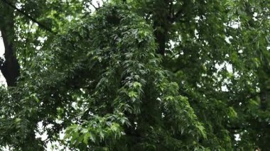 Yağmur. Şiddetli yağmur damlaları ağaçların yapraklarına çarptı. Güçlü bir fırtına. Yaz veya bahar sağanak yağmuru. Bulutlu