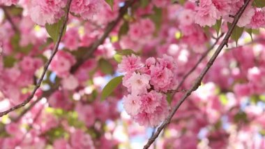 Sakura ağacı çiçek açmış. Dalların ve yaprakların arasında güzel pembe çiçekler. Doğal bahar geçmişi. Dolgun çiçek açan ağaç.