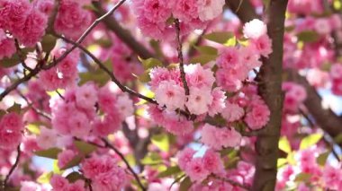 Sakura ağacı çiçek açmış. Dalların ve yaprakların arasında güzel pembe çiçekler. Doğal bahar geçmişi. Dolgun çiçek açan ağaç.