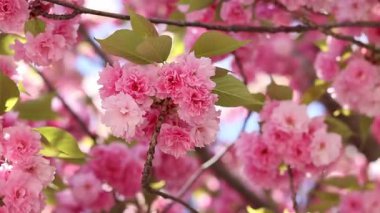 Sakura ağacı çiçek açmış. Dalların ve yaprakların arasında güzel pembe çiçekler. Doğal bahar geçmişi. Dolgun çiçek açan ağaç.