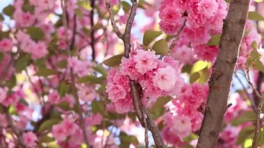 Sakura ağacı çiçek açmış. Dalların ve yaprakların arasında güzel pembe çiçekler. Doğal bahar geçmişi. Dolgun çiçek açan ağaç.