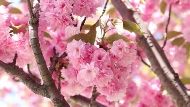 Sakura ağacı çiçek açmış. Dalların ve yaprakların arasında güzel pembe çiçekler. Doğal bahar geçmişi. Dolgun çiçek açan ağaç.