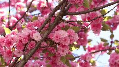 Sakura ağacı çiçek açmış. Dalların ve yaprakların arasında güzel pembe çiçekler. Doğal bahar geçmişi. Dolgun çiçek açan ağaç.