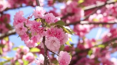 Sakura ağacı çiçek açmış. Dalların ve yaprakların arasında güzel pembe çiçekler. Doğal bahar geçmişi. Dolgun çiçek açan ağaç.