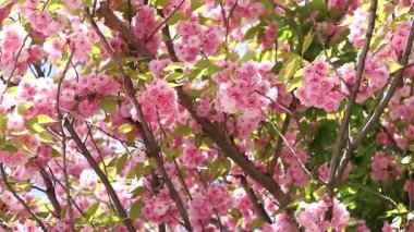 Sakura ağacı çiçek açmış. Dalların ve yaprakların arasında güzel pembe çiçekler. Doğal bahar geçmişi. Dolgun çiçek açan ağaç.