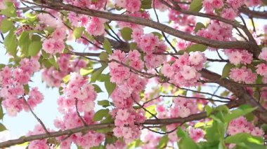 Sakura ağacı çiçek açmış. Dalların ve yaprakların arasında güzel pembe çiçekler. Doğal bahar geçmişi. Dolgun çiçek açan ağaç.