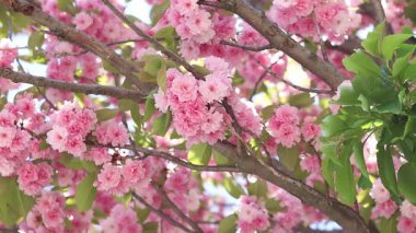 Sakura ağacı çiçek açmış. Dalların ve yaprakların arasında güzel pembe çiçekler. Doğal bahar geçmişi. Dolgun çiçek açan ağaç.