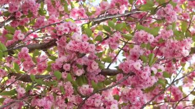 Sakura ağacı çiçek açmış. Dalların ve yaprakların arasında güzel pembe çiçekler. Doğal bahar geçmişi. Dolgun çiçek açan ağaç.