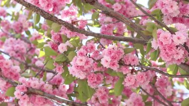 Sakura ağacı çiçek açmış. Dalların ve yaprakların arasında güzel pembe çiçekler. Doğal bahar geçmişi. Dolgun çiçek açan ağaç.