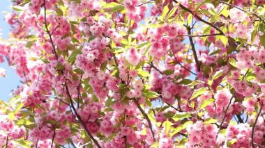 Sakura ağacı çiçek açmış. Dalların ve yaprakların arasında güzel pembe çiçekler. Doğal bahar geçmişi. Dolgun çiçek açan ağaç.