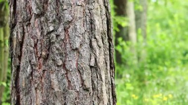 Çam ağacı kabuğu yakın plan. Ormanda yaz. Ağaca yakın plan. Ormandaki çam ağacının kabuğuna yakın plan doğal arka plan için. Doğa. Ayrıntılar. Arka planı bulanık olan çam ağacına odaklan.