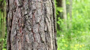 Çam ağacı kabuğu yakın plan. Ormanda yaz. Ağaca yakın plan. Ormandaki çam ağacının kabuğuna yakın plan doğal arka plan için. Doğa. Ayrıntılar. Arka planı bulanık olan çam ağacına odaklan.