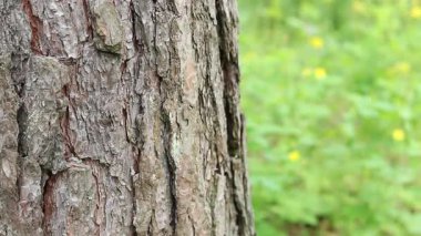 Çam ağacı kabuğu yakın plan. Ormanda yaz. Ağaca yakın plan. Ormandaki çam ağacının kabuğuna yakın plan doğal arka plan için. Doğa. Ayrıntılar. Arka planı bulanık olan çam ağacına odaklan.