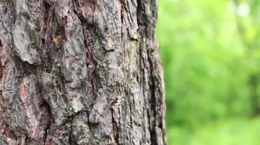 Çam ağacı kabuğu yakın plan. Ormanda yaz. Ağaca yakın plan. Ormandaki çam ağacının kabuğuna yakın plan doğal arka plan için. Doğa. Ayrıntılar. Arka planı bulanık olan çam ağacına odaklan.