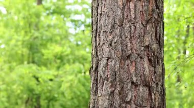 Çam ağacı kabuğu yakın plan. Ormanda yaz. Ağaca yakın plan. Ormandaki çam ağacının kabuğuna yakın plan doğal arka plan için. Doğa. Ayrıntılar. Arka planı bulanık olan çam ağacına odaklan.