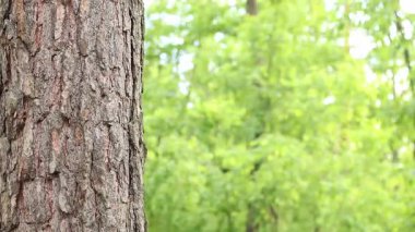 Çam ağacı kabuğu yakın plan. Ormanda yaz. Ağaca yakın plan. Ormandaki çam ağacının kabuğuna yakın plan doğal arka plan için. Doğa. Ayrıntılar. Arka planı bulanık olan çam ağacına odaklan.