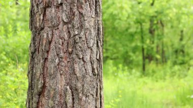 Çam ağacı kabuğu yakın plan. Ormanda yaz. Ağaca yakın plan. Ormandaki çam ağacının kabuğuna yakın plan doğal arka plan için. Doğa. Ayrıntılar. Arka planı bulanık olan çam ağacına odaklan.