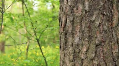 Çam ağacı kabuğu yakın plan. Ormanda yaz. Ağaca yakın plan. Ormandaki çam ağacının kabuğuna yakın plan doğal arka plan için. Doğa. Ayrıntılar. Arka planı bulanık olan çam ağacına odaklan.