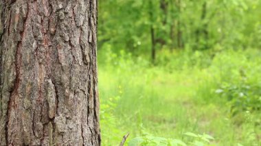 Çam ağacı kabuğu yakın plan. Ormanda yaz. Ağaca yakın plan. Ormandaki çam ağacının kabuğuna yakın plan doğal arka plan için. Doğa. Ayrıntılar. Arka planı bulanık olan çam ağacına odaklan.