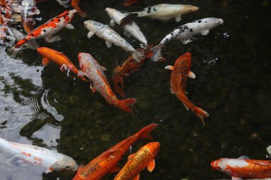 Gölde ya da gölde parlak koi balığı. Birçok koi balığı kıyıya yakın temiz suda balık tutar. Renkli balıklar suni bir gölette yüzerler, üst manzara. Çok renkli sazan balığı. Doğa