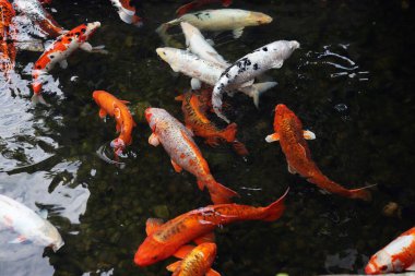 Gölde ya da gölde parlak koi balığı. Birçok koi balığı kıyıya yakın temiz suda balık tutar. Renkli balıklar suni bir gölette yüzerler, üst manzara. Çok renkli sazan balığı. Doğa
