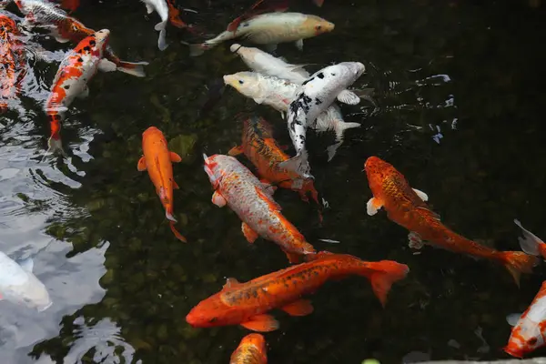 Gölde ya da gölde parlak koi balığı. Birçok koi balığı kıyıya yakın temiz suda balık tutar. Renkli balıklar suni bir gölette yüzerler, üst manzara. Çok renkli sazan balığı. Doğa