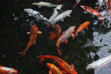 Gölde ya da gölde parlak koi balığı. Birçok koi balığı kıyıya yakın temiz suda balık tutar. Renkli balıklar suni bir gölette yüzerler, üst manzara. Çok renkli sazan balığı. Doğa