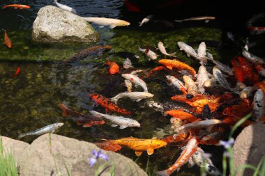 Gölde ya da gölde parlak koi balığı. Birçok koi balığı kıyıya yakın temiz suda balık tutar. Renkli balıklar suni bir gölette yüzerler, üst manzara. Çok renkli sazan balığı. Doğa