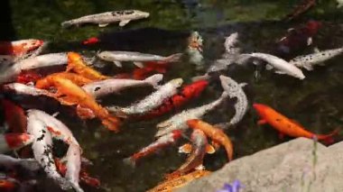 Gölde ya da gölde parlak koi balığı. Birçok koi balığı kıyıya yakın temiz suda balık tutar. Renkli balıklar suni bir gölette yüzerler, üst manzara. Çok renkli sazan balığı. Doğa