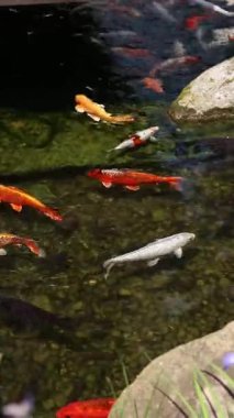 Gölde ya da gölde parlak koi balığı. Birçok koi balığı kıyıya yakın temiz suda balık tutar. Renkli balıklar suni bir gölette yüzerler, üst manzara. Çok renkli sazan balığı. Doğa