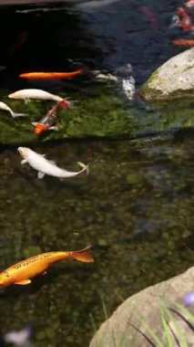 Gölde ya da gölde parlak koi balığı. Birçok koi balığı kıyıya yakın temiz suda balık tutar. Renkli balıklar suni bir gölette yüzerler, üst manzara. Çok renkli sazan balığı. Doğa